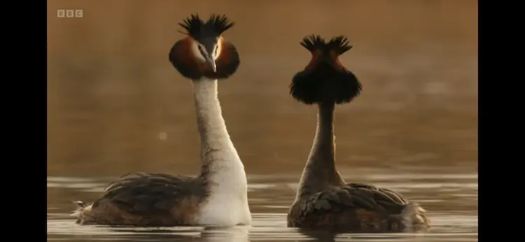 Great crested grebe (Podiceps cristatus cristatus) as shown in Wild Isles - Freshwater